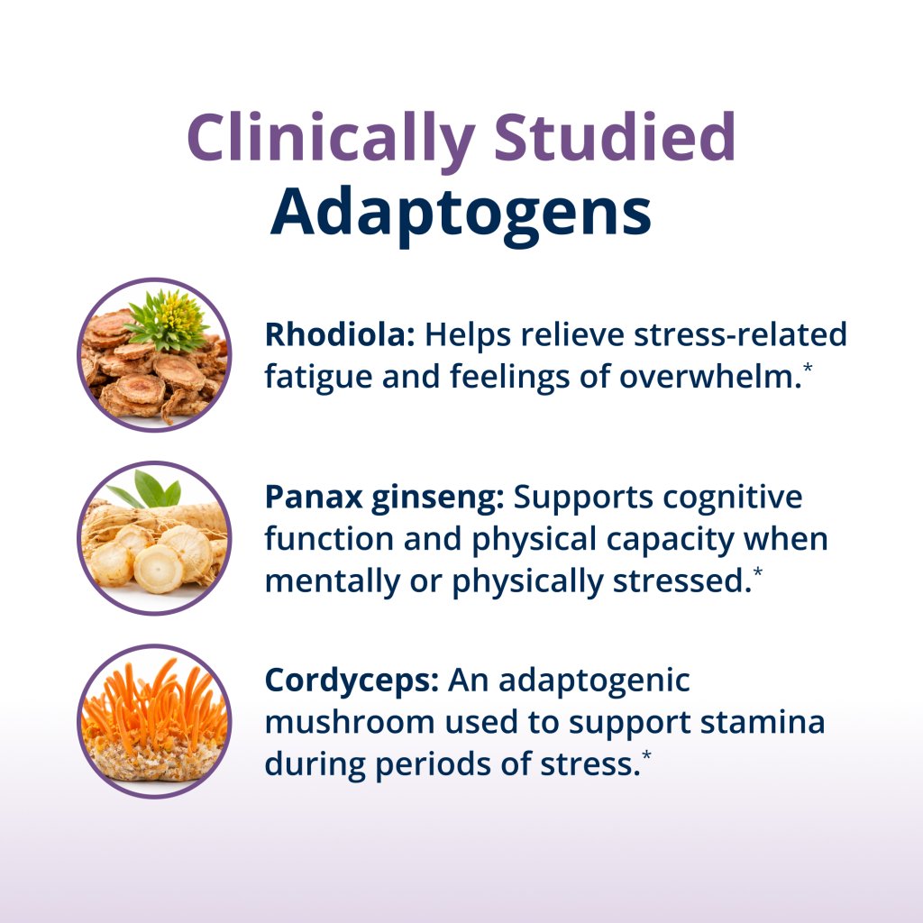 An informational graphic titled 'Clinically Studied Adaptogens' on a white-to-light-purple gradient background. It lists three adaptogens with small circular ingredient photos and text: Rhodiola for stress-related fatigue, Panax ginseng for cognitive function and physical capacity, and Cordyceps for stamina support.