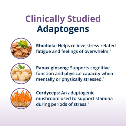 An informational graphic titled 'Clinically Studied Adaptogens' on a white-to-light-purple gradient background. It lists three adaptogens with small circular ingredient photos and text: Rhodiola for stress-related fatigue, Panax ginseng for cognitive function and physical capacity, and Cordyceps for stamina support.