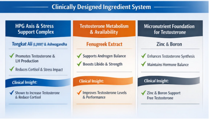 A blue, orange, and white infographic titled 'Clinically Designed Ingredient System' with three vertical columns detailing ingredients for testosterone support: HPG Axis & Stress Support Complex, Testosterone Metabolism & Availability, and Micronutrient Foundation for Testosterone.